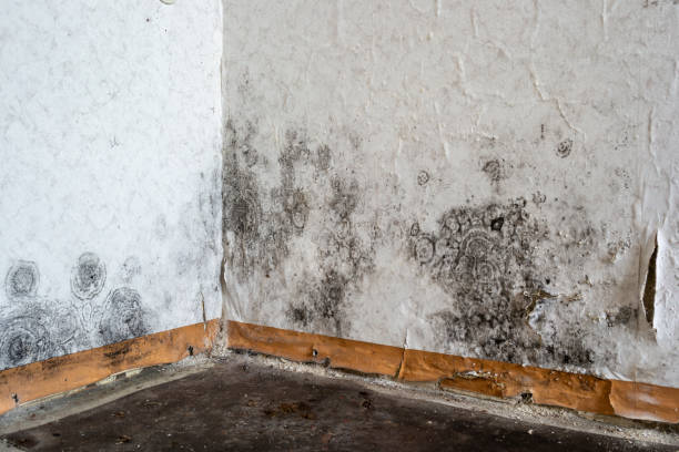 Best Residential Mold Removal  in Nashville, NC